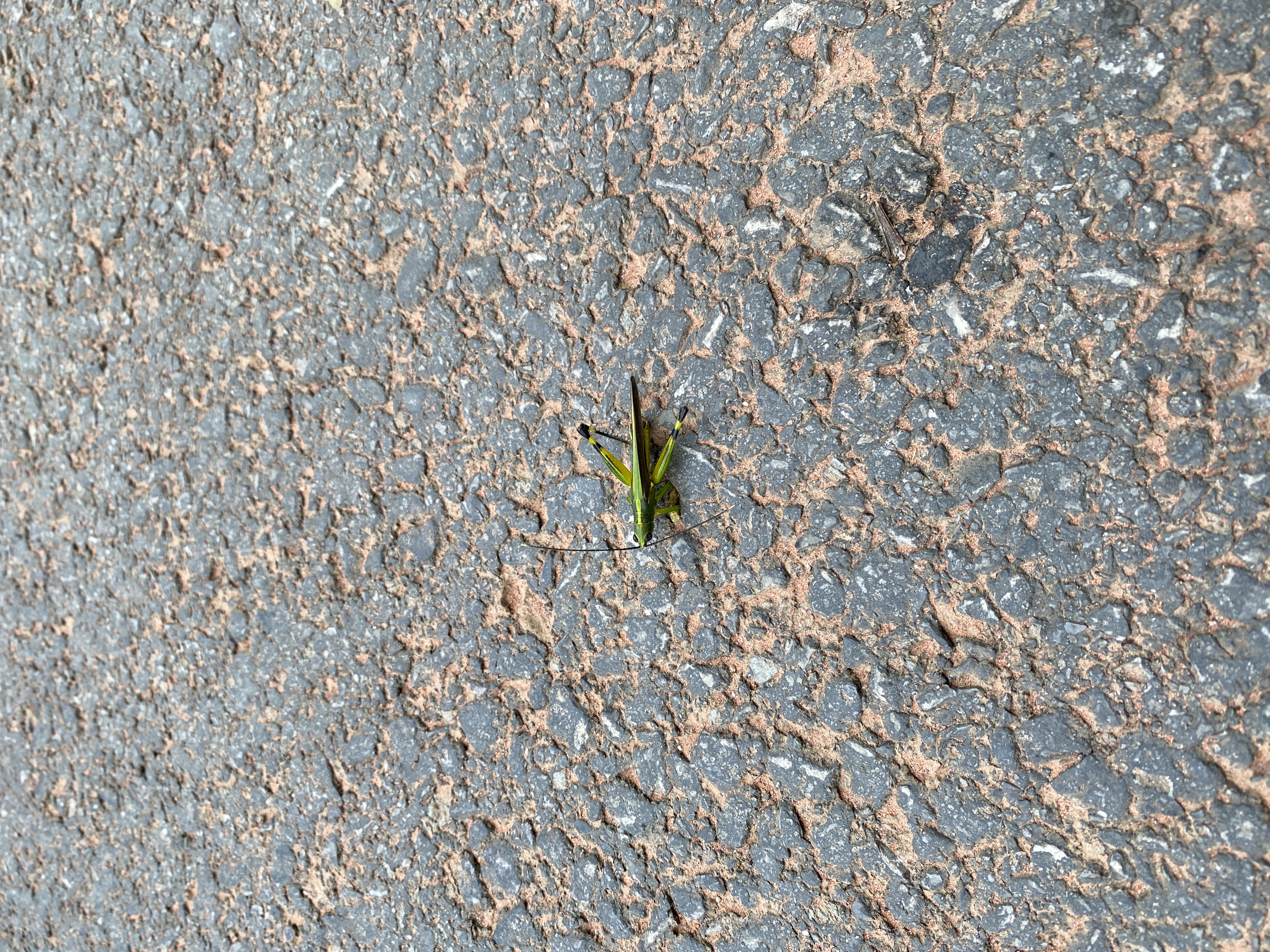 【熱點】“油抓馬兒”知多少？